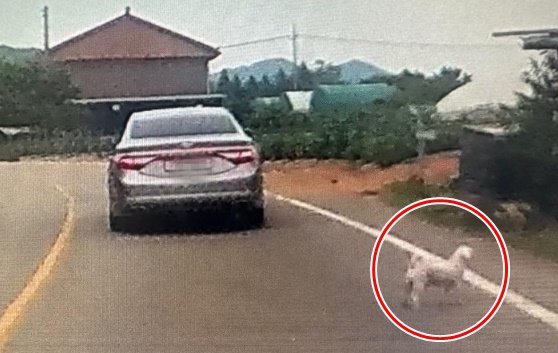 家族旅行中に道路に犬を遺棄して行った乗用車［オンラインコミュニティ　キャプチャー］