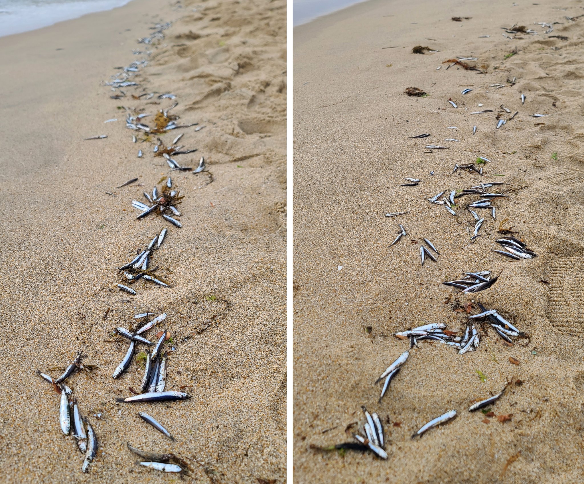 鏡浦（キョンポ）の浜辺に打ち上げられて死んでいるカタクチイワシの群れ。［写真　聯合ニュース］