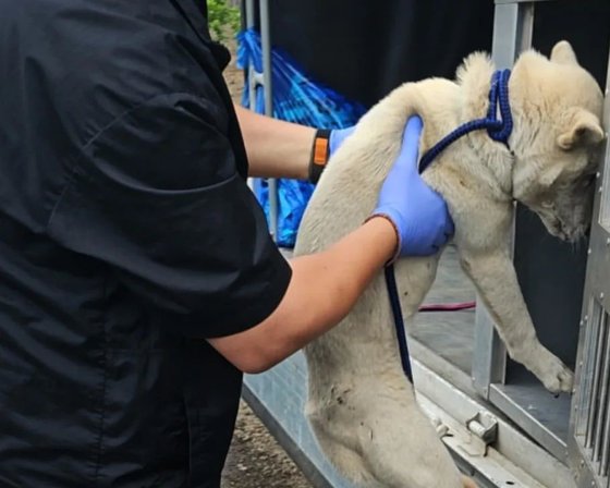 動物保護団体が１２日、済州市朝天邑の果樹園の不法屠殺現場にいた犬を救助した。　［写真　済州幸福遺棄犬・遺棄猫保護所インスタグラム］