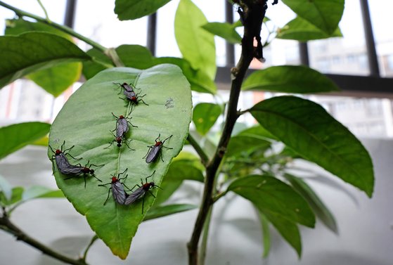 植木鉢についているラブバグ［写真　聯合ニュース］