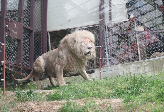 地下室内飼育場に閉じ込められていたホワイトライオン。［写真　聯合ニュース］