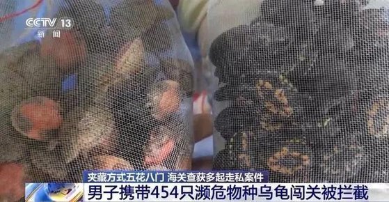 網に入った絶滅危惧種のカメ。［写真　中国中央テレビキャプチャー］