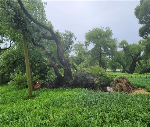 豪雨で倒れたヤナギの木　［写真　国家遺産庁］