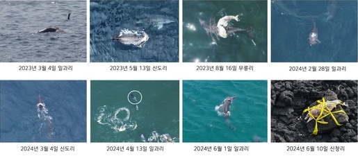 昨年３月から済州海上で発見された「ミナミバンドウイルカ」の子イルカ。［写真　ドキュメンタリー済州］