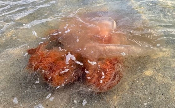波に流されて遊泳するエチゼンクラゲ［写真　聯合ニュース］