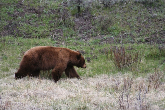 ヒグマの資料写真。［写真　Ｐｉｘａｂａｙ］