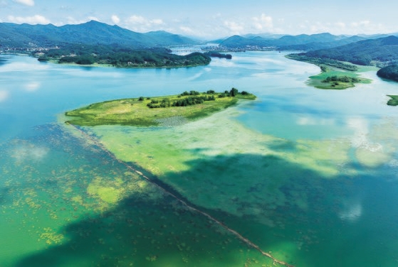 緑藻で緑色になっている八堂湖［写真　聯合ニュース］