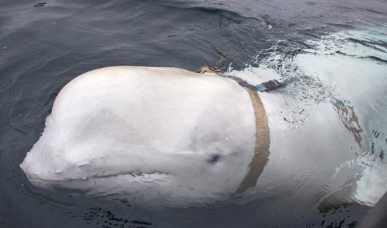 ２０１９年に発見された当時のヴァルデミール　［写真　ＥＰＡ＝聯合ニュース］
