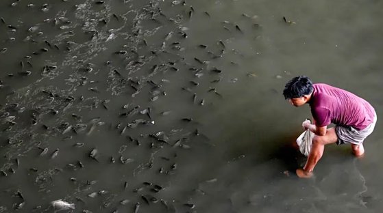 「外来魚との戦い」を宣言したタイ［ＢＢＣ　キャプチャー］