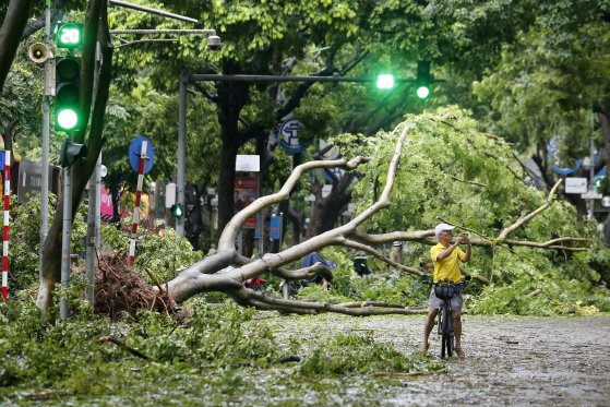 台風１１号によって倒れた木の前で写真を撮る男性［写真　ＥＰＡ＝聯合ニュース］