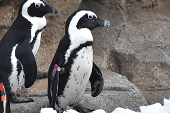 メリーランド動物園の最高齢のアフリカペンギンだった「ミスター・グリーディ」（紫色の標識を付けているペンギン）が先月２７日（現地時間）、高齢による健康問題で安楽死され、３３歳で息を引き取った。［写真　メリーランド州動物園のホームページ］