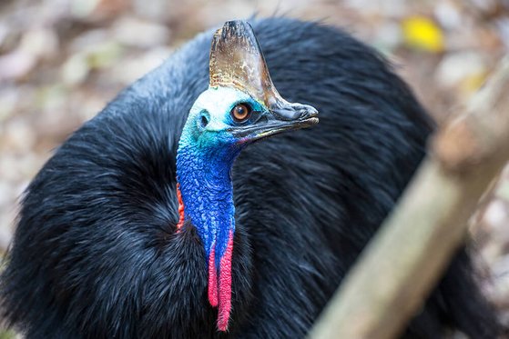 ヒクイドリ［写真　サンディエゴ動物園のホームページ］