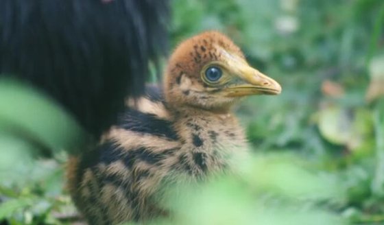 英国の鳥動物園バードランドで生まれたヒクイドリ［写真　バードランド］