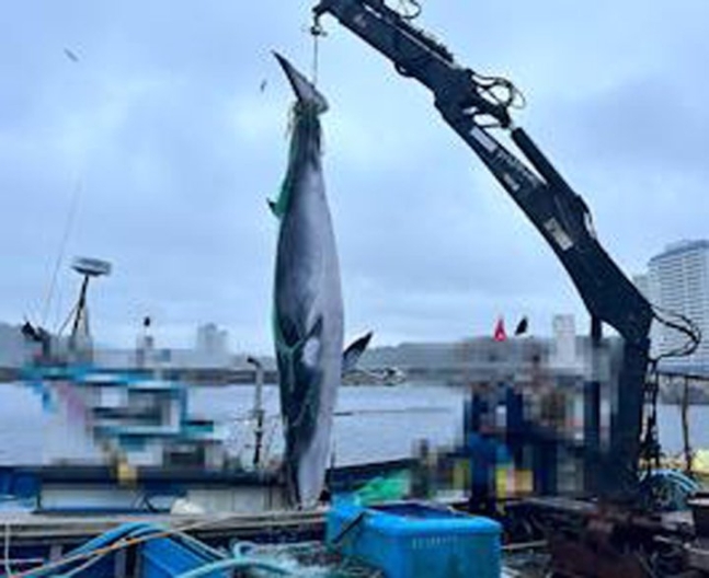 江原道で混獲されたミンククジラ［写真　束草（ソクチョ）海洋警察］