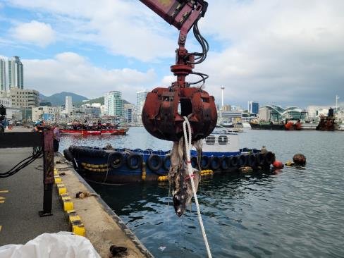 釜山（プサン）チャガルチクルーズ船着場前の海上で見つかった体長２メートルほどになるサメの死骸。［写真　釜山海洋警察署］