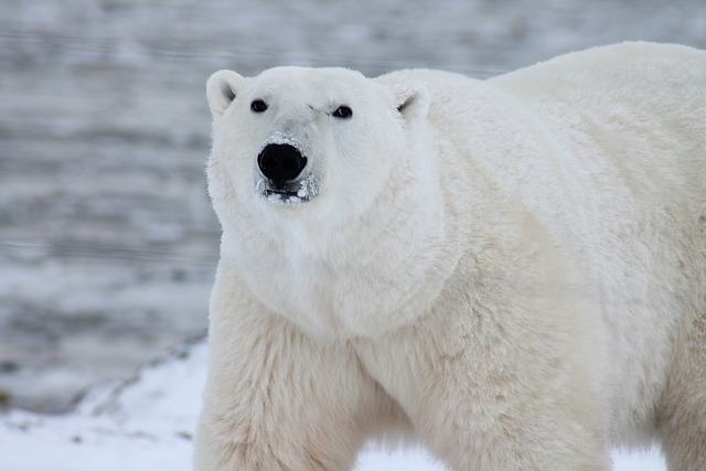 ホッキョクグマの資料写真［Ｐｉｘａｂａｙ］