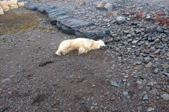 アイスランドのある村で射殺されたホッキョクグマ［写真　ＡＰ＝聯合ニュース］