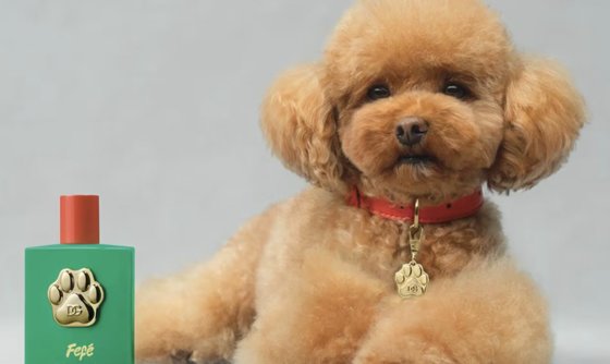 ドルチェ＆ガッバーナが今年８月に発売した犬用香水［写真　Ｘ（旧ツイッター）］
