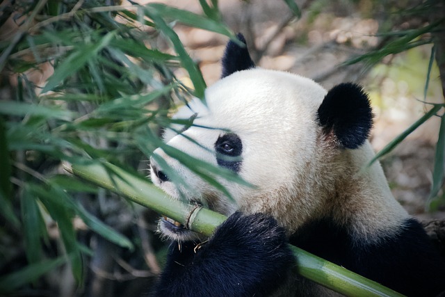 パンダの資料写真［Ｐｉｘａｂａｙ］