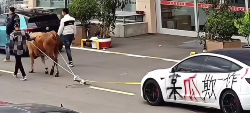 充電できないテスラを牛が引く姿　［中国バイドゥ　キャプチャー］