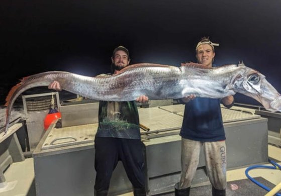 深海魚「リュウグウノツカイ」［写真　フィッシングオーストラリアＴＶのフェイスブック］  ​