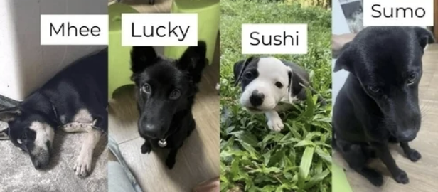 タイ人男性に引き取られて犠牲になった４匹の子犬［写真　ＳＮＳ］