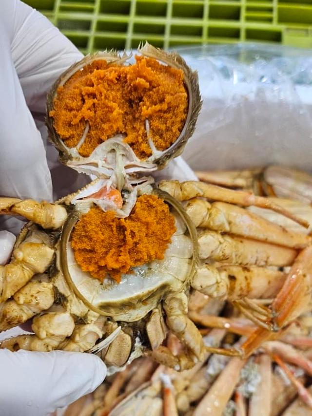 韓国国内で流通している日本産メスのズワイガニ［写真　ＳＮＳ］  ​