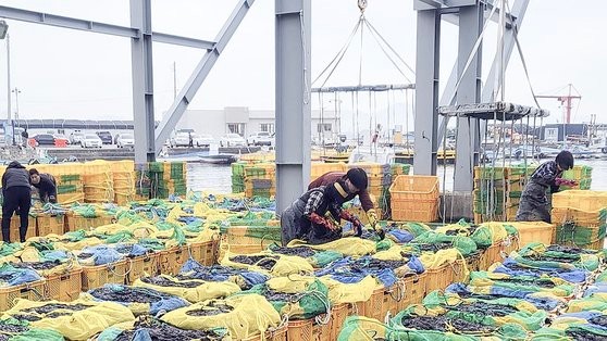 釜山市江西区一帯で養殖される洛東のりの出荷の様子。洛東のりは毎年９～１０月ごろに採苗し１０～１５日間育てて販売する。［写真　釜山市江西区］