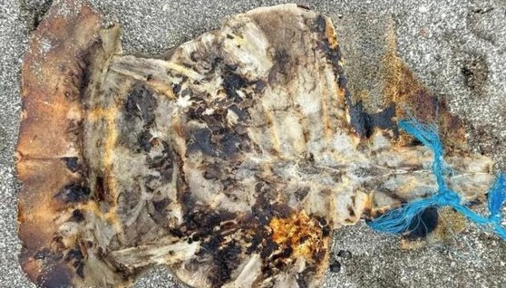 フィリピンの住民たちが食べ残したウミガメの背中の皮。［写真　現地当局］