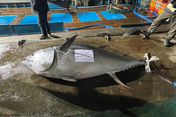 今月１１日、盈徳（ヨンドク）沖で獲れたクロマグロ。［写真　盈徳郡］