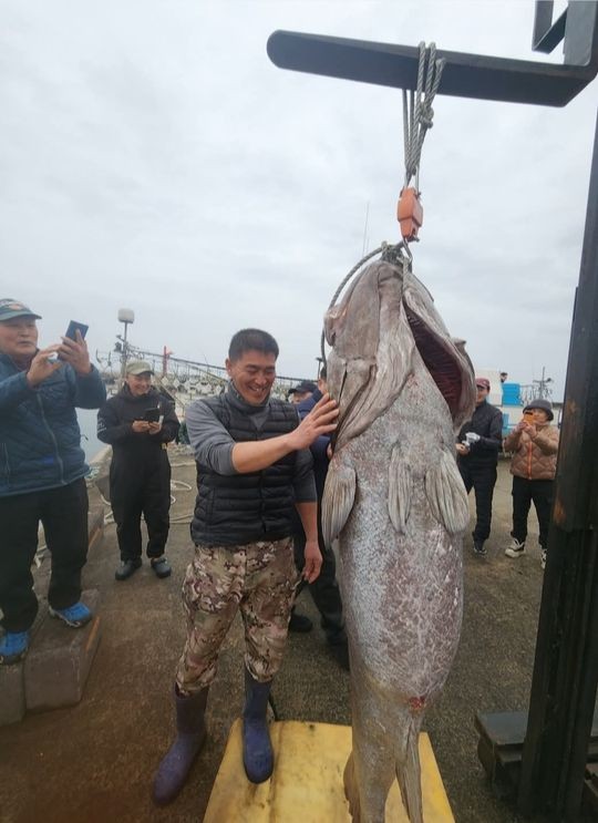 済州島（チェジュド）で釣り上げられた「伝説の深海魚」イシナギ。［写真　読者提供］
