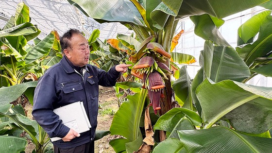 ２月２７日、福島県広野町にある広野町振興公社の中津弘文代表が大地震と原発事故後に町を離れた人たちを呼び戻すために始めたバナナ事業について説明している。　キム・ヒョンイェ特派員