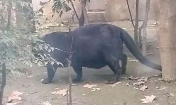  太りすぎた黒ヒョウ［写真　ＳＮＳ］