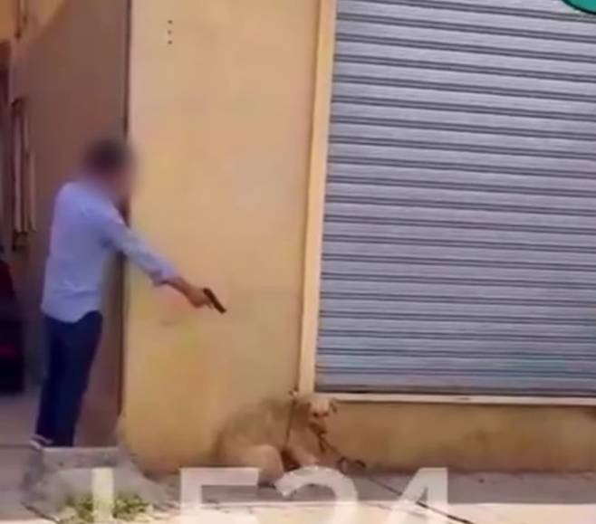 ２０３０　ＦＩＦＡのワールドカップ開催予定地であるモロッコで「まちの整理・整頓」を理由に３００万匹の犬の屠殺が行われている。ある男性がロープに縛られた犬に向かって銃を向けている。［写真　ＩＡＷＰＣ］