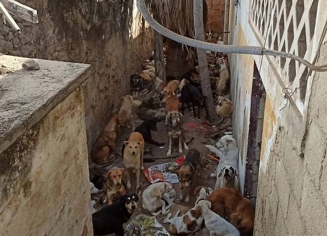 狭い空間に捕まってきた捨て犬数百匹が放置されている。［写真　ＩＡＷＰＣ］   ​