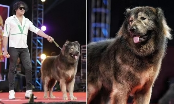 インドの映画試写会に出席したウルフドッグ。［ユーチューブ　キャプチャー］  ​
