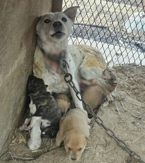   救助された母犬と子犬たち。［インスタグラム　キャプチャー］