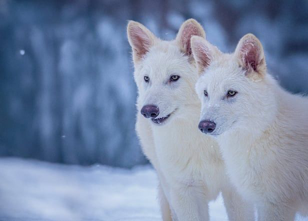 ダイアウルフのＤＮＡを持つ生後３カ月のオオカミ「ロムルス」と「レムス」。［写真　コロッサル・バイオサイエンス］  ​