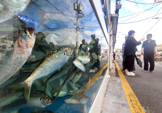 刺身専門店の水槽の資料写真［写真　聯合ニュース］