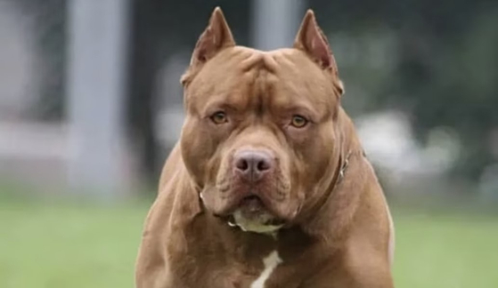 ピットブル。※写真は資料で、記事とは直接関連はありません。［写真　聯合ニュース］