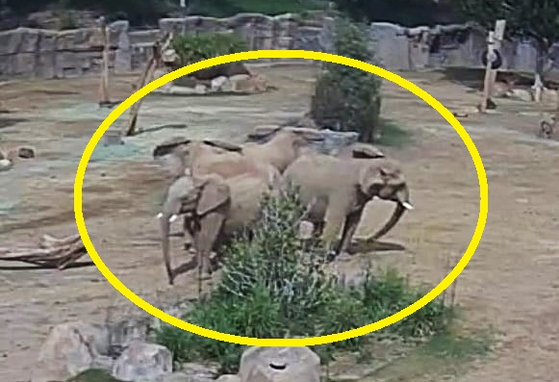   ゾウが子を囲んで保護する姿。［米サンディエゴ動物園野生動物連合のＸ　キャプチャー］