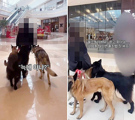大型犬３頭に口輪（マズルガード）をせずに大型ショッピングセンターを闊歩していた女性飼い主。［オンラインコミュニティ　キャプチャー］