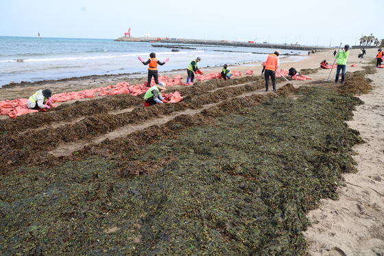 １６日午前、済州市梨湖海水浴場にワカメが大量に波に押し寄せ、済州市の「海環境の守り手」が回収作業を行っている。［写真　聯合ニュース］