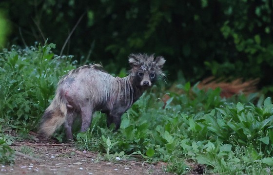   都心公園で発見された、抜け毛のタヌキ［写真　聯合ニュース］