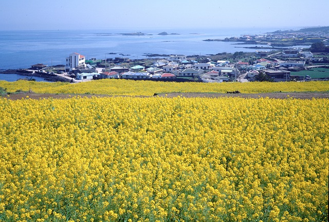済州島（チェジュド）の資料写真。［Ｐｉｘａｂａｙ］