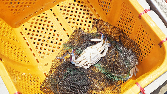 ２４日に操業を終えて忠清南道保寧市の大川港に戻ってきたチニャン３号の水産物箱の中にワタリガニ２匹が置かれている。　ワタリガニの成魚期だが、すでに死んだワタリガニだけが網にかかった。チョン・ウネ記者