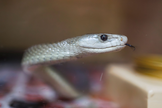 ヘビの資料写真。［写真　ＡＦＰ＝聯合ニュース］