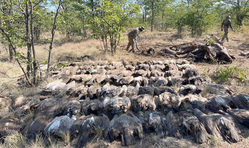   大量死したワシ。［写真　ｔｈｅ　Ｅｎｄａｎｇｅｒｅｄ　Ｗｉｌｄｌｉｆｅ　Ｔｒｕｓｔ（ＥＷＴ）］