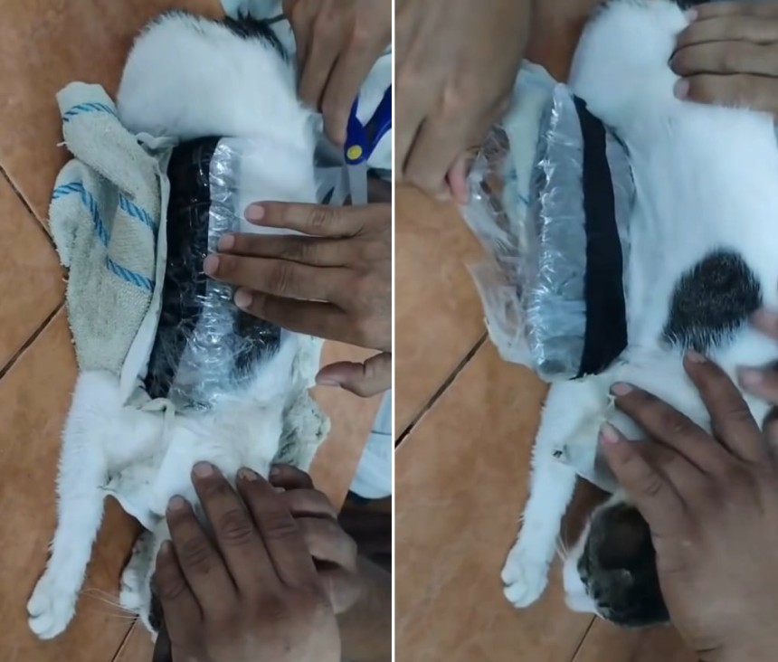猫の体に巻かれた薬物の束を取り外す様子。［写真、コスタリカ法務省のフェイスブック］ ​