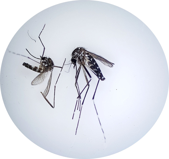 デング熱、ジカウイルス、チクングニア熱など３つの病気を伝染させることで知られている「ヒトスジシマカ」。［写真　聯合ニュース］